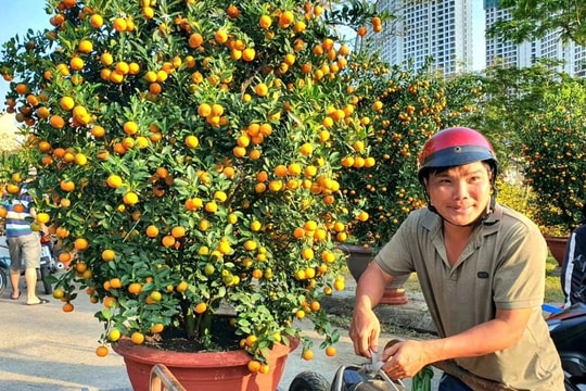 Nghề "phu hoa" kiếm tiền triệu ngày cuối năm