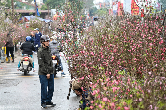 Săn đào nụ giá 'chát' ngày cận Tết