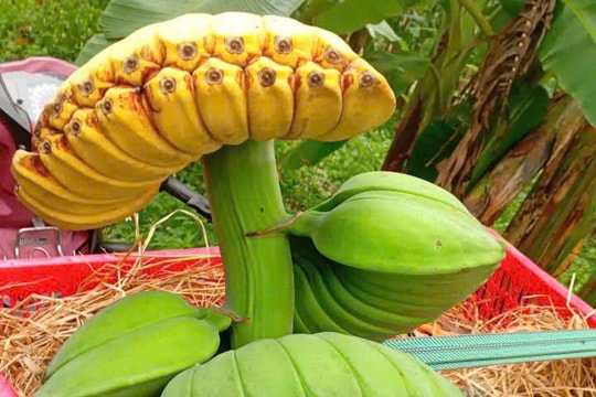 Làm giàu từ chuối 'bàn tay Phật' cúng Tết