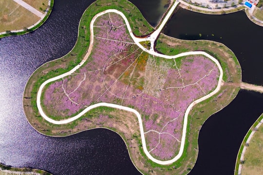 Đảo hoa cánh bướm lớn nhất Cà Mau tấp nập khách du xuân