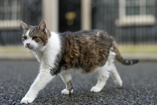 Đệ nhất mèo nước Anh kỷ niệm 15 năm 'thống trị' dinh Thủ tướng