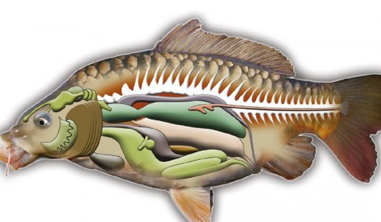 2 bộ phận của cá "cực độc, nhất là cái số 1, nhiều người thích ăn vì tưởng bổ