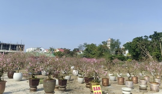 VIDEO: Hàng ngàn cây hoa đào nở sớm, người bán hạ giá nhưng vẫn vắng khách mua