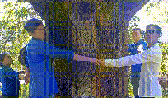 VIDEO: Cây xoài hơn 300 tuổi ở Cà Mau và giai thoại "thần hổ"