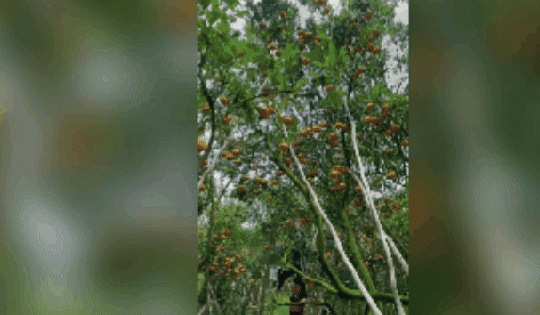 CLIP: Nhà vườn tất bật thu hoạch quýt hồng Lai Vung ngày cuối để đón Tết