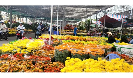 Hoa kiểng ở Đồng Tháp và Cần Thơ đang “đại hạ giá”