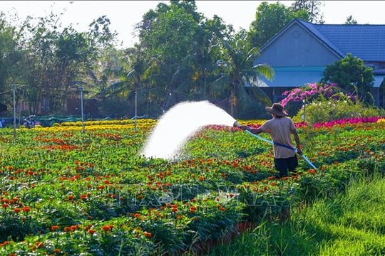 Sắc Xuân tràn ngập, thị trường hoa Tết Tây Ninh khởi sắc