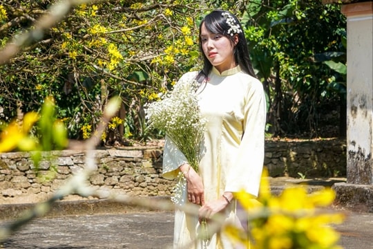 Mai cổ 85 tuổi được ra giá 800 triệu đồng, gia chủ quyết giữ làm cảnh