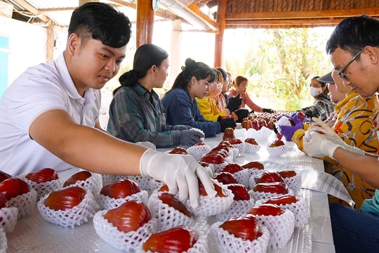 Vườn mận hồng tiền tỷ vào vụ thu hoạch cận Tết