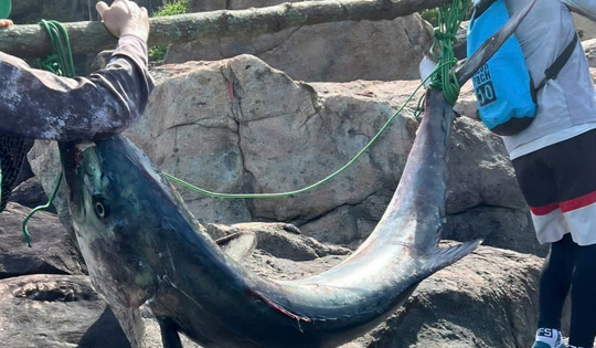 Cần thủ câu được cá "khủng" nặng 63kg, người dân vật lộn hơn 1 giờ mới đưa được lên bờ