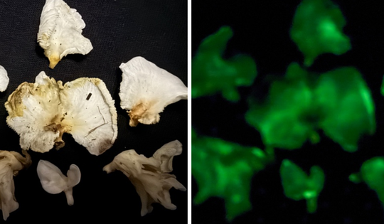 Tìm thấy 2 loài nấm có khả năng phát sáng, thuộc diện kỳ bí nhất thế giới