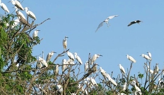 Kỳ bí Đảo Cò - "vương quốc" của hơn 20.000 chim trời