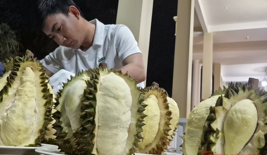 Cú lội ngược dòng của sầu riêng Việt