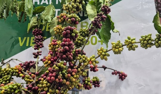 Năm hoàng kim của cà phê Việt Nam