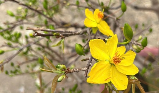 Một mùa Tết được định giá trong vườn mai