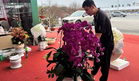 Vắng bóng chậu lan tiền tỉ, lan hồ điệp "mini" hút khách dịp Tết Bính Ngọ 2026