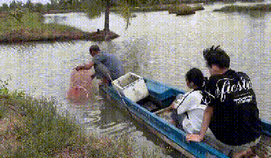 VIDEO: Thu hoạch đặc sản tỉ USD ở Cà Mau