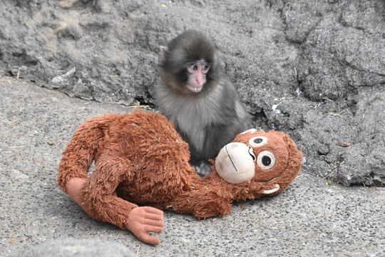 Khỉ con ôm thú bông gây sốt ở Nhật Bản