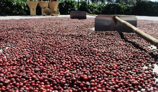 Giá cà phê hôm nay 17-2: Tăng giảm ra sao trong ngày mùng 1 Tết?
