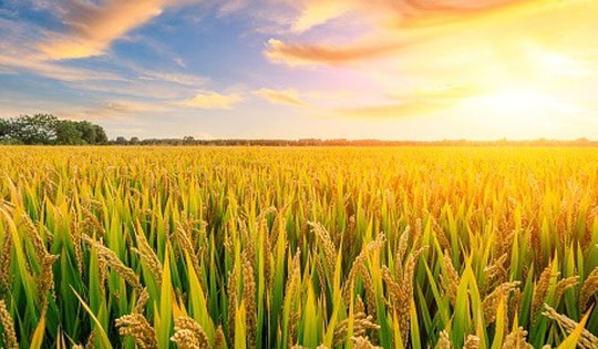 Cuộn cỏ hoàng hôn