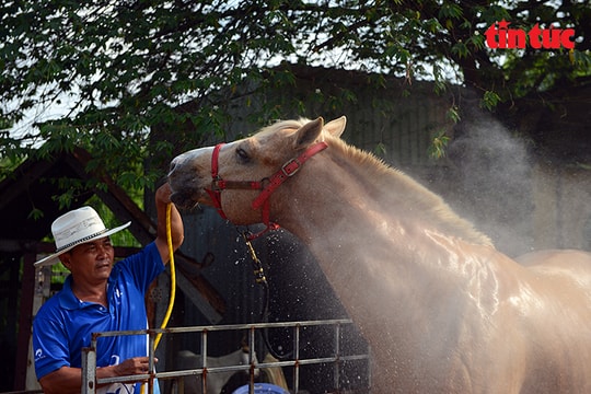 Nghề nuôi ngựa đua vang bóng một thời ở TP Hồ Chí Minh