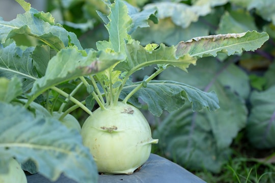 Ăn su hào giúp phòng cảm cúm không?