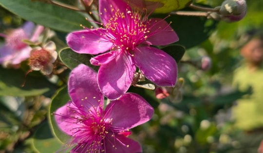 Khôi phục ký ức về những đồi hoa sim trên bán đảo Sơn Trà