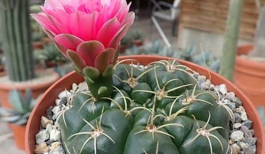 Hoa xương rồng nở