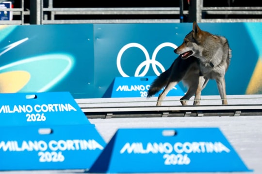 Chó lai sói vượt rào lao theo VĐV, chạy thẳng về đích tại Thế vận hội Mùa đông