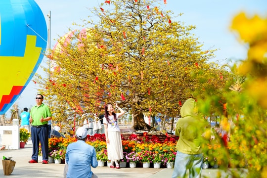 Khách chen chân check-in cây mai 150 tuổi ở Cần Giờ