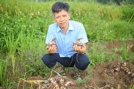 Người đầu tiên 'thuần hóa' thủy tiên trên đất Việt