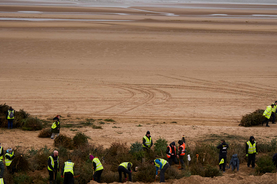 Dựng 2.000 cây thông lễ hội bỏ đi thành lũy chắn sóng