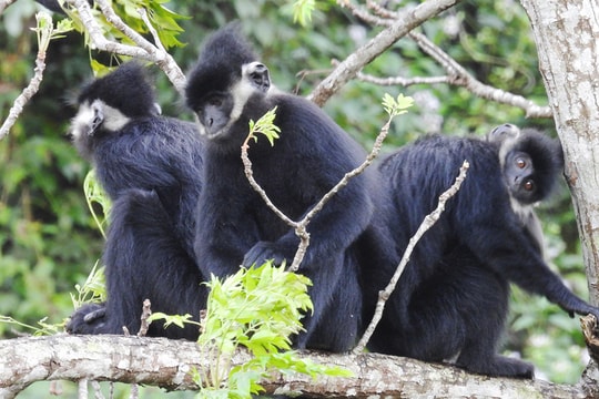 Những người tình nguyện giữ rừng cho đàn voọc quý hiếm