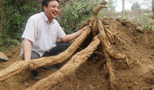 2 loại củ giải rượu cực tốt, nhất cái số 1 ở Việt Nam có đầy