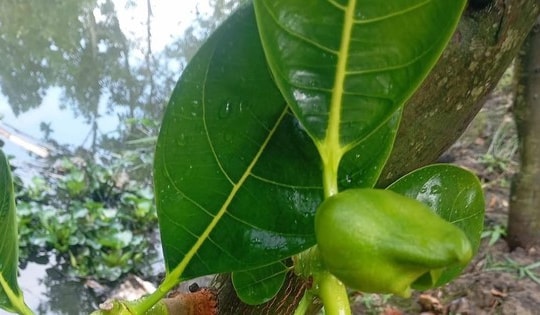 Giải rượu bằng lá mít: Kinh nghiệm dân gian hay chỉ là lời đồn?