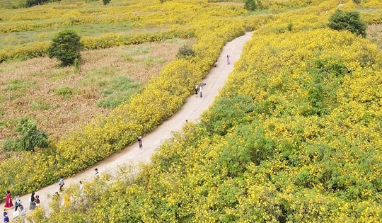 Đến Gia Lai ngắm hoa Dã quỳ ở núi lửa đẹp top 10 thế giới