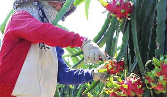 Thanh long Tây Ninh ngày Tết "ngọt" nhưng vẫn nặng nỗi lo