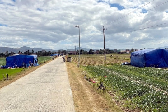 Nông dân ăn Tết ngoài đồng trông đợi giá dưa hấu tăng