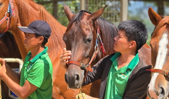Đầu năm Ngọ, thăm nơi huấn luyện ngựa đua lớn nhất Việt Nam