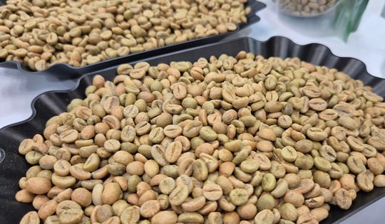 Giá cà phê hôm nay 20-2: Lại giảm bất ngờ