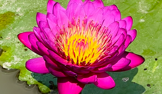 Bất ngờ mô hình trồng hoa súng kiểng trong vườn sầu riêng, tăng thu nhập kép ở Cần Thơ