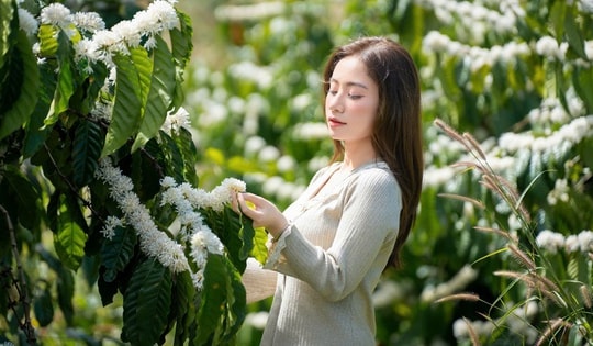 Mê mẩn mùa hoa cà phê ở Tây Nguyên