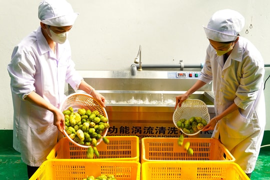 Cơ sở sản xuất nước cốt nhàu hiện đại bậc nhất miền Tây