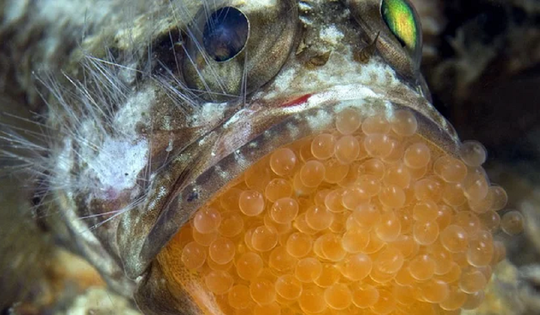 Ăn trứng cá cảnh, 13 người ở Thanh Hóa nhập viện gấp