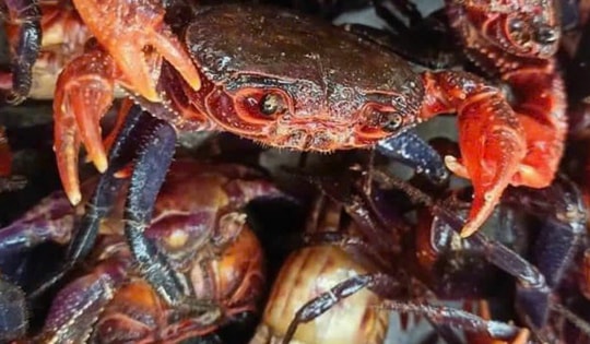 Lý do mắm cua núi giá 800.000 đồng/kg và sự hấp dẫn của đặc sản An Giang