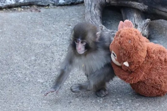 Bị mẹ ruột bỏ rơi và cả đàn bắt nạt, khỉ con phải ôm lấy thú bông cho đỡ sợ