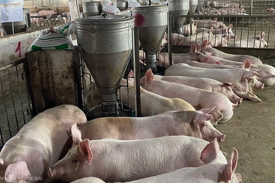 Giá thịt heo giảm sau Tết