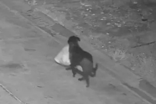 Bị phạt vì huấn luyện chó vứt rác trộm ven đường