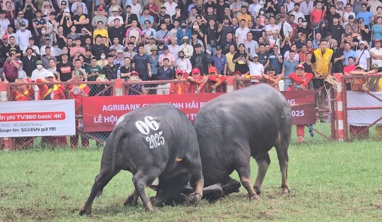 "Ông trâu" số 06 giành chức vô địch lễ hội chọi trâu truyền thống Đồ Sơn 2025
