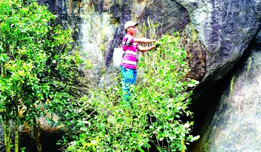 Độc đáo trà Mã Dọ